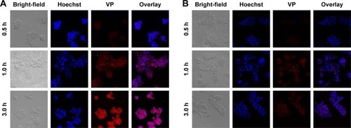 Figure 4 Confocal fluorescence images of cellular uptake of HCT116 cells with FA-PLGA-VP under (A) normal condition (B) with FR blocking.Notes: Blue fluorescence, nuclei stained with Hoechst 33345; red fluorescence, emission of VP under 405 nm excitation. All images were taken with 20× magnification.Abbreviations: FA, folic acid; FR, folate receptor; PLGA, poly(D,L-lactide-co-glycolic acid); VP, verteporfin.