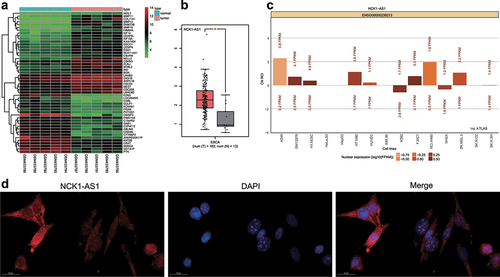 Figure 1. The differential expression of lncRNA in ESCC. A, Expression heat map of the first 50 differentially expressed genes in the ESCC gene expression dataset GSE17351. The x-axis indicates the sample number, and the y-axis indicates the gene name, the histogram in the right upper indicates color gradation, and each rectangle in the diagram corresponds to one sample expression value. B, GEPIA database verifies the high expression of NCK1-AS1 in esophageal carcinoma (the red box indicates ESCC tissues, while the gray represents normal tissues). C, NCK1-AS1 subcellular localization data in LncATLAS. D, NCK1-AS1 cellular localization determined by the FISH assay. * p <0.05.