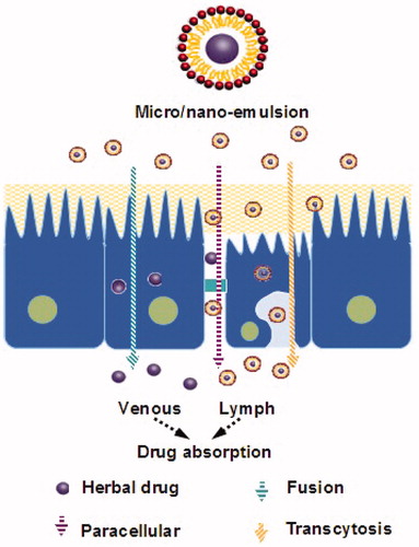 Figure 3. The pathway of herbal drug transport from self-emulsifying drug delivery system.