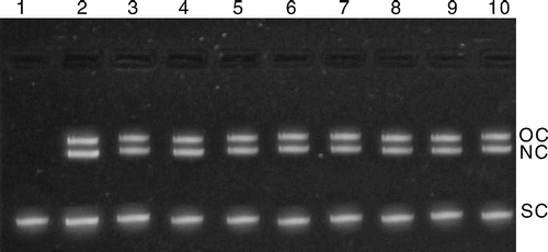 Figure 4.  Gel electrophoresis data with pBR322 DNA (A) Lane 1: pBR322 (Control), Lane 2: pBR322+VOSO4, Lane 3:pBR322+Cip HCl, Lane 4: pBR322+I, Lane 5: pBR322+II, Lane 6: pBR322+III, Lane 7: pBR322+IV, Lane 8:pBR322+V, Lane 9:pBR322+VI, Lane 10: pBR322+VII.