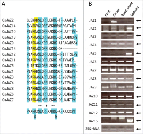 Figure 1. Rice JAZ factors. (A) Jas domains of rice JAZ proteins. Amino acid sequences of the Jas domains were aligned using Clustal Omega (https://www.ebi.ac.uk/Tools/msa/clustalo/). The consensus sequence is indicated at the bottom. The 2 conserved positively charged amino acids shaded with yellow colors were substituted with alanine in the mutated JAZs. The other highly conserved amino acids are shaded in light blue. Names of JAZs are as reported in ref. 30 JAZ1, Os04g0653000 (OsTIFY3); JAZ2, Os07g0153000 (OsTIFY5); JAZ3, Os08g0428400 (OsTIFY6a); JAZ4, Os09g0401300 (OsTIFY6b), JAZ5, Os04g0395800 (OsTIFY9); JAZ6, Os03g0402800 (OsTIFY10a); JAZ7, Os07g0615200 (OsTIFY10b); JAZ8, Os09g0439200 (OsTIFY10c); JAZ9, Os03g0180800 (OsTIFY11a); JAZ10, Os03g0181100 (OsTIFY11b); JAZ11, Os03g0180900 (OsTIFY11c); JAZ12, Os10g0392400 (OsTIFY11d); JAZ13, Os10g0391400 (OsTIFY11e), JAZ14, Os10g0391801 (OsTIFY11f); JAZ15, Os03g0396500 (OsTIFY11g). (B) Expression of JAZ genes in rice tissues. The levels of respective JAZs were determined by RT-PCR. Arrows indicate bands specific to respective JAZs. RNA was extracted from root and shoot tissues of 1-week-old seedlings and basal shoot tissues (1 cm long) of 2-week-old seedlings grown on the MS-based medium.15 Reverse transcription was performed using the Quanti-Tect Rev transcription kit (Qiagen). First-strand cDNA was amplified by PCR using KOD-FX Neo (Toyobo) or EX-Taq (Takara). For amplification and subcloning of cDNA into pENTR-/D-Topo (Invitrogen), primers for JAZ1 (5′-caccATGGATCTGTTGGAGAAGAAG-3′ and 5′-TTACTGGGCCTTGCCCTCAG-3′), JAZ2 (5′-caccATGGCGGAGGAGCGGAGGAGAGACGAC-3′ and 5′-CTATCGCCGGGCGTACAGCGGCGCGG-3′), JAZ3 (5′-caccATGGAGAGGGATTTTCTTGGC-3′ and 5′-TCATATCTGTAACTTTGTGCTGGGGGGC-3′), JAZ4 (5′-caccATGGAGAGGGACTTCCTGGG-3′ and 5′-TCAGATTTGTAGCTTTGTACTGGGGGACTCC-3′), JAZ5 (5′-caccATGTCGACGAGGGCGCC-3′ and 5′-CTAGGACGCCGTGTGCTCCTCTTCCTTC-3′), JAZ6 (5′-caccATGGCTTCCGCGAAATC-3′ and 5′-TCATTGGCTCGATTCCTGCCG-3′), JAZ7 (5′-caccATGGCGGCTTCCGCGAGG-3′ and 5′-TCATTGGCCGCGTTCTATGGGCTTCACG-3′), JAZ8 (5′-caccATGGCCGGCCGTGC-3′ and 5′-TCATATCTCCTGCTTTATTGTCATCTCTTGGCC-3′), JAZ9 (5′-caccATGGCGTCGACGGATCCCAT-3′ and 5′-TCAGCGCGAGTGCATGTGTCCAA-3′), JAZ10 (5′-caccATGGCGATGGAGGGGAAGAGC-3′ and 5′-TCACAGCGCGATGGTGAGGCTGTC-3′), JAZ11 (5′-caccATGGCCGGTAGTAGCGAGCA-3′ and 5′-TCACAGGCTGAGAGTGGGGTTCACCT-3′), JAZ12 (5′-caccATGGCCGCCGCCGGCAGCAGC-3′ and 5′-TCAGAGCCCGAGCCATGTCGCCGGCTCA-3′) and for JAZ15 (5′-caccATGGACGCCGTCGGCGCAG-3′ and 5′-TCACTTTTGCTTCCTCTTTTGGAGGAATCG-3′), respectively, were used. After subcloning, mutations were introduced by site-directed mutagenesis, using primers for mJAZ3 (5′-GCCTCAAGCTGCAGCAGCATCTCTCG-3′ and 5′-CGAGAGATGCTGCTGCAGCTTGAGGC-3′), mJAZ4 (5′-CCCTCAAGCGGCGGCGGCATCCCTTG-3′ and 5′-CAAGGGATGCCGCCGCCGCTTGAGGG-3′), mJAZ6 (5′-GCCTCAGGCTGCGGCGGCGTCGCTTC-3′ and 5′-GAAGCGACGCCGCCGCAGCCTGAGGC-3′), mJAZ7 (5′-GCCTATTGCTGCGGCGGCATCACTCC-3′ and 5′-GGAGTGATGCCGCCGCAGCAATAGGC-3′) and mJAZ11 (5′-GCCCATCGCGGCGGCGGTGTCGCTGC-3′ and 5′-GCAGCGACACCGCCGCCGCGATGGGC-3′), respectively.