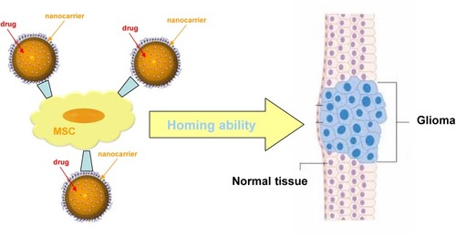 Figure 5 Scheme of nanocarrier mesenchymal stem cells (MSC) combined therapy of gliomas.