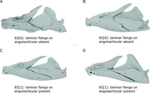 Figure 17. Variation in anguloarticular morphology in holocentroids and outgroups. Rendered µCT models of lower jaws as a visual explanation of character states in Character 82 for A, †Iridopristis parrisi (NJSM 12145), B, Centroberyx affinis (UMMZ 216732), C, Myripristis murdjan (UMMZ 185696), and D, Sargocentron rubrum (UMMZ 245614). White arrows in (C) and (D) indicate laminar flange anterior to jaw joint. Central arrow indicates anatomical anterior. Images not to scale.