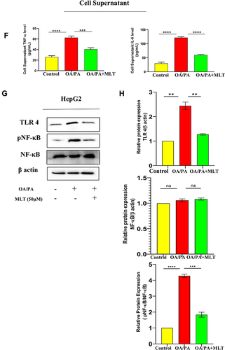 Figure 4 MLT inhibited HFD-induced TLR4-guided NF-κB activation. (A) Pro-inflammatory cytokines, such as TNF-α and IL-6 were analyzed from serum by ELISA from different mice groups. (B) Western blot analysis of inflammatory proteins (TLR 4, pNF-κB) in the liver of different groups. (C) The bar graph showed the quantification of TLR 4/β actin and pNF-κB/NF-κB, respectively. (D) Representative immunofluorescent images showed TLR 4, pNF-κB expression in mouse liver depending on the different treatments. Scale bar = 50 μm. (E) The bar graph represents the quantification of the fluorescence intensity of TLR 4 and pNF-κBshown in the different groups. (F) ELISA of TNF-α and IL-6 in cell supernatant of OA/PA administered HepG2 cells, with or without MLT. (G) Western blot analysis of inflammatory proteins (TLR 4, pNF-κB) in the HepG2 cell lysate of different groups. (H) The bar graph exhibits relative protein expression of TLR 4/β actin and p-NF-κB/ NF-κB. The values indicate the mean ± SEM (n=3), *p < 0.05, **P< 0.01, ***P<0.001, ****P<0.0001.
