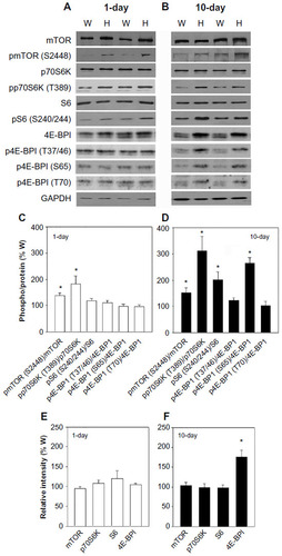 Figure 1 Protein and phosphorylation levels of mTOR and downstream targets.