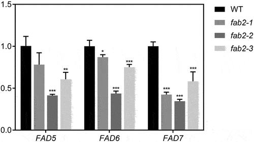 Figure 2. RT-qPCR analysis of FAD5, FAD6, and FAD7 in wild type and fab2 mutant leaves. Statistical significance is indicated by asterisk using one-way ANOVA test with Tukey’s multiple comparison tests (* p < 0.05, ** p < 0.01, *** p < 0.001).