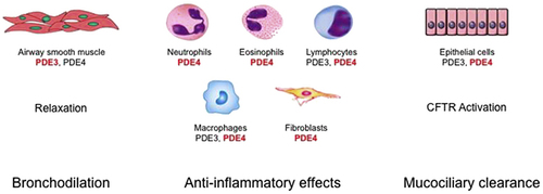 Figure 1 Combined inhibition of phosphodiesterase (PDE) 3 and PDE4 has additive and synergistic anti-inflammatory and bronchodilatory effects versus inhibition of either PDE3 or PDE4 alone. Furthermore, it increases mucociliary clearance. In red, the main PDE involved in the activity of the specific cell. With permission, from Current Opinion in Pharmacology.