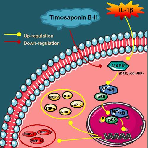 Figure 6. A schematic diagram of in vitro anti-OA effects of TB-II. Yellow arrows: A series of reactions of chondrosarcoma SW1353 cells stimulated by IL-1β. Red arrows: the mechanisms of TB-II in suppressing IL-1β-induced inflammation and ECM degradation in chondrosarcoma SW1353 cells. Yellow circle: inflammatory cytokines. Red circle: cartilage degrading enzymes.