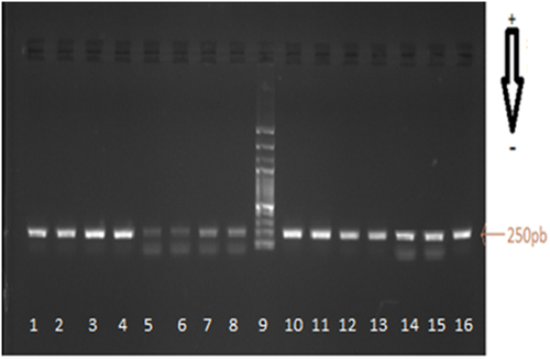 Figure 1. Example of Electrophoretic analysis gel (1% agarose) of PCR products of the cytochrome b fragments from left to right. Lanes 1 and 8: Amplification of DNA of canned tuna fish, Mq: Lanes 9 molecular weight marker 100-bp ladder; PCR products for tuna fresh samples: sample reference lanes 10: Katsowonus pelamis, lanes 11–12 Thunnus Thynnus, lanes 13: Thunnus albacares, lanes 14: Euthynnus alleteratus, lanes 15: Auxis rochei and lanes 16: Sarda sarda.Figura 1. Ejemplo de gel de análisis electroforético (agarosa al 1%) de los productos de RCP en los fragmentos del citocromo b, de izquierda a derecha. Filas 1 y 8: amplificación del ADN del atún en conserva; Mq: filas 9 marcador de peso molecular, escalera de 100-bp; productos RCP para muestras de atún fresco: filas de referencia de la muestra 10: Katsowonus pelamis; filas 11–12 Thunnus Thynnus; filas 13: Thunnus albacares; filas 14: Euthynnus alleteratus; filas 15: Auxis rochei; y filas 16: Sarda sarda.
