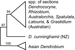 Figure 17 Summary of relationships within Dendrobium s.l. based on ITS sequence data after Burke et al. (Citation2008). Bootstrap support shown.