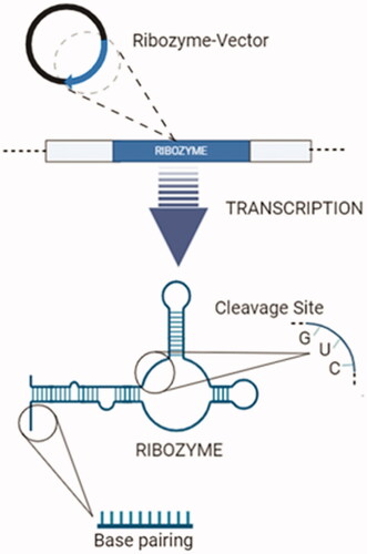 Figure 10. “Endogenous Expression": transcription of ribozyme-expressing vectors and synthesis of ribozymes (created with BioRender.com).