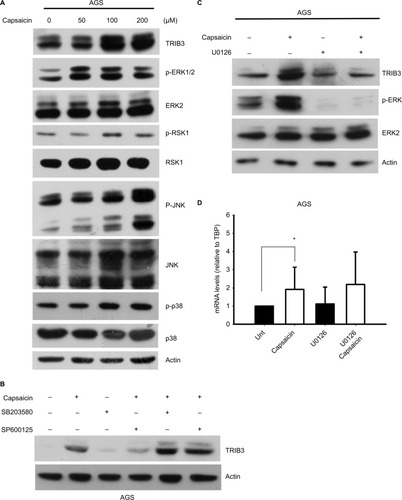 Figure 5 JNK and p38 MAPK signaling pathways do not appear to participate in the capsaicin-triggered upregulation of TRIB3.Notes: (A) AGS cells were exposed to different doses of capsaicin for 24 hours, cell lysates were prepared, and the levels of various signaling proteins were determined. (B) AGS cells were pretreated with 10 µM SB203580 or SP600125 for 1 hour and then with 100 µM capsaicin for another 24 hours. The levels of TRIB3 were determined. (C, D) AGS cells were pretreated with 10 µM U0126 for 1 hour and then with 100 µM capsaicin for another 24 hours. The protein (C) and mRNA (D) levels of TRIB3 were determined. n=5. *P<0.05. The mRNA levels of TRIB3 were normalized with respect to the expression of the internal control gene, TBP.Abbreviation: TBP, TATA-box binding protein.