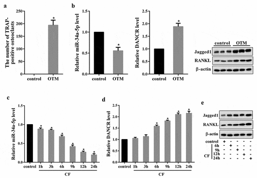 Figure 1. The expressions of DANCR, miR-34a-5p, Jagged1 and RANKL in both in vivo and in vitro OTM model. Rats were divided into control and OTM rat model group (n = 6). Seven days after modeling, PDL tissues of each rat were obtained for TRAP staining, qRT-PCR and Western blot. (a) The number of TRAP-positive osteoclasts. (B) The expressions of miR-34a-5p, DANCR, Jagged1 and RANKL in PDL tissues. *P < 0.05 vs control. hPDL cells treated with 4.0 g/cm2 of CF for 1, 3, 6, 9, 12, and 24 h, qRT-PCR and Western blot was used to measure the molecules expressions in the cells.(c) miR-34a-5p expression in hPDL cells. (d) DANCR expression in hPDL cells. (e) The protein expression of Jagged1 and RANKL in hPDL cells. *P < 0.05 vs. control.