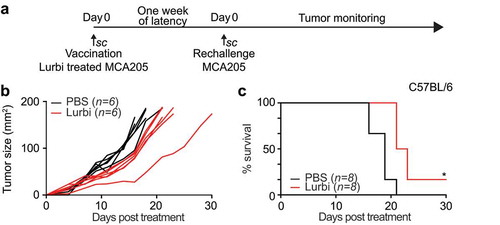Figure 3. Anticancer vaccination efficacy of lurbinectedin-treated cells.MCA205 cells treated for 20 h with 1 µM lurbinectedin were inoculated subcutaneously (s.c.) into immunocompetent C57BL/6 mice, which were rechallenged 7 days later s.c. with living cells of the same type. The tumor growth was measured until endpoints were reached and overall survival was evaluated regularly for the following 30 days (n = 6). (*p < .01, two-tailed Student’s t test, compared to all other groups). Data were analyzed with TumGrowth.