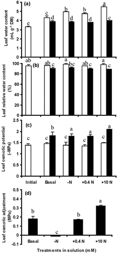 Figure 4. Water content (a), relative water content (b), expressed sap osmotic potential (c), and calculated osmotic adjustment (OA) (d) for segments of FEFL of wheat (cv. Hartog) in two PEG 8000 treatments (0 and − 0.5 MPa) in the basal incubation solution, basal minus N, basal plus 0.4 mM NO3− and basal plus 10 mM NO3− at 0 (initial) and 48 h of treatment. Values are means ± SE (n = 3). 0 MPa □, −0.5 MPa ■. Some error bars are too small to see. Significant differences (P < 0.05) between PEG treatments and amongst N supply treatments were indicated by different letters.