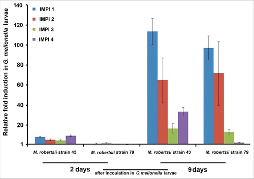 Figure 1. Transcriptional activation of G. mellonella IMPI homologs in response to pathogenic strains of M. robertsii. Expression levels were determined by RT-PCR relative to the same genes in untreated last-instar larvae and were normalized against the 18S rRNA gene. Data are means of three independent measurements ± standard deviations.