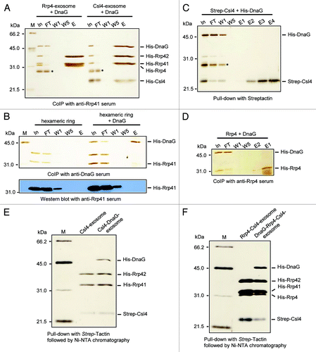 Figure 1. DnaG needs Csl4 for the interaction with the exosome. Silver-stained 12% SDS-gels showing results of experiments analyzing the interaction between DnaG and the exosome. In, input, the mixture of proteins used; FT, flow-through; W1, W5, the first and the last washing fractions; E, the elution fraction. (A) Rrp4-exosome or Csl4-exosome was mixed with DnaG and the interacting proteins were co-immunoprecipitated with Rrp41-specific antibodies. His-tagged proteins were used. (B) The Rrp41-Rrp42 hexamer (hexameric ring) alone or mixed with DnaG was subjected to co-immunoprecipitation (CoIP) with DnaG-specific antibodies. His-tagged proteins were used. The protein fractions were analyzed by SDS-PAGE and silver staining (upper panel) and by western blot hybridization with Rrp41-specific antibodies. (C) Strep-tagged Csl4 and His-tagged DnaG were mixed and a pull-down assay with Strep-Tactin Sepharose beads was performed. M, protein marker, the migration behavior of the proteins is given in kDa on the left side. An E. coli protein binding to Ni-NTA, which was routinely present in the DnaG-fractions used for the reconstitution experiment, is marked with an asterisk in (A and C). (D) His-tagged Rrp4 and His-tagged DnaG were mixed and CoIP with Rrp4-specific antibodies was performed. The detected proteins are marked on the right side. (E) Reconstituted and purified Csl4-exosome and DnaG-Csl4-exosome. (F) Reconstituted and purified Rrp4-Csl4-exosome and DnaG-Rrp4-Csl4-exosome. For the experiments shown in (E and F), Strep-Csl4 and His-tagged Rrp4, Rrp41, Rrp42 and DnaG proteins were used. Purification was performed with Strep-Tactin followed by Ni-NTA chromatography.