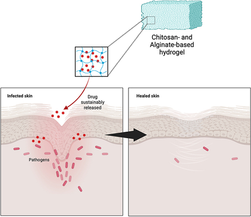 Figure 2 Mechanism of action of chitosan and alginate-based hydrogel in delivering antibacterial agents for ameliorating topical bacterial infection. Created with Biorender.com.
