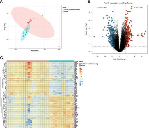 Figure 2 Identification of DEGs. (A) PCA analysis was performed on all the myocardial samples. (B) Volcano plot for DEGs. The number of significantly down-regulated (blue) and up-regulated (red) DEGs was shown on the top. (C) Heatmap for the top 50 upregulated and 50 downregulated DEGs.