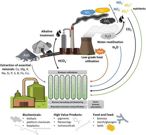 Figure 2. Power industry waste microalgal valorization scheme taking into consideration closing carbon (black), water (blue), nutrient (green), and low-grade heat (orange) loops and indicating processing steps (grey boxes) and potential products from algal biomass.