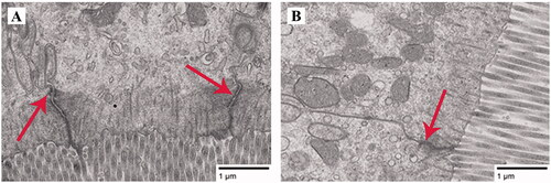 Figure 1. Effects of dietary rutin on the tight junctions (TJs) of the jejunal mucosa of 42-day-old broilers (representative images of jejunum using transmission electron microscopy). Note: red arrows, the TJs; A, control group, basal diet supplemented 0 mg rutin/kg; B, 500 mg rutin/kg group, basal diet supplemented 500 mg rutin/kg; Scale bar, 1.0 μm.