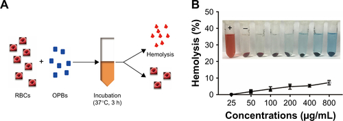 Figure S2 Hemolysis test.Notes: (A) Schematics of hemolysis test. (B) Hemolysis percentages of RBCs incubated with OPBs at different concentrations. The insert was the digital photo illustrating the hemolysis effects.Abbreviations: h, hours; min, minutes; OPBs, optimized Prussian blue nanoparticles; RBC, red blood cell.