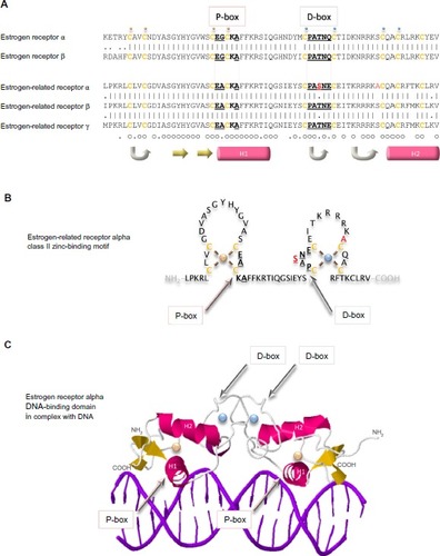 Figure 5 DNA-binding domains of the estrogen receptors.Notes: The primary sequences of the DNA-binding domains of the five estrogen receptors are aligned (A). Vertical lines indicate amino acid residues that are identical in estrogen receptor alpha and beta, or in the three estrogen-related receptors, and dots indicate conserved substitution of residues. Residues that are identical in all five proteins are indicated by a small circle, and those that are substituted conservatively by a dot underneath the sequences. Cysteine residues are colored ochre and are in bold. The residues in the proximal box (P-box) that are responsible for interaction with DNA and those in the distal box (D-box) that are involved in the dimerization interface are in bold and are underlined. The two residues that are unique to estrogen-related receptor alpha are colored red. A small gold sphere is above the four cysteine residues that bind tetrahedrally to one zinc ion and a small blue sphere is above the cysteine residues that bind tetrahedrally to the second zinc ion. Regions of secondary structure are indicated below the sequences: turn (gray arrow), beta strand (yellow arrow), and alpha helix (pink cylinder). The estrogen-related receptor alpha DNA-binding class II zinc-binding motif is illustrated graphically (B) and a ribbon representation of the structure of the of the estrogen receptor alpha in complex with DNA is shown (C) with the same conventions as in (A).