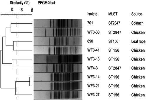 Figure 1 XbaI-PFGE patterns of isolates in this study and isolates of ST156 and ST2847 types co-carrying mcr-1 and blaNDM from avian.