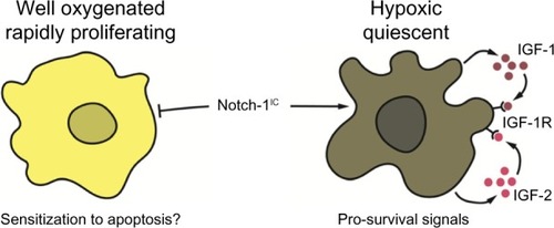 Figure 2 Possible explanation for opposing Notch-1 effects on NSCLC cells.