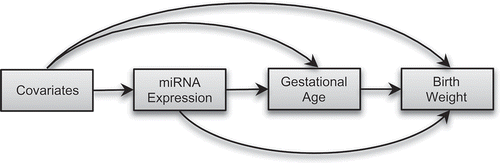 Figure 1. Directed acyclic graph (DAG) showing conceptual models for causal mediation analysis. We hypothesized that placenta-derived miRNAs will affect birthweight directly or indirectly via changing gestational age.