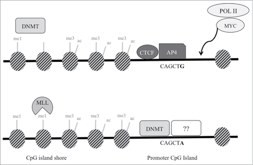 Figure 5. Proposed schematic model of transcription factors and epigenetic regulation at SNP rs1800734. In cells with wild type G allele (top), AP4 transcription factor binds its consensus sequence, potentially interacting with MYC and Pol II to promote transcription of MLH1. Though not demonstrated through experimental results in this study, DNA methyltransferases (DNMT) may maintain DNA methylation at the shore upstream. DNMTs may be prevented from methylating the CpG island in part due to presence of CTCF. In cells with the variant A allele (bottom), AP4 does not bind, which may decrease promoter transcriptional activity. Without the presence of AP4 (or possibly CTCF), DNMTs may methylate the exposed CpG island. This may lead to decreased methylation at the CpG shore and increased H3K4me1, which is deposited by MLL proteins. Other currently unidentified factors may also bind and repress the region further.