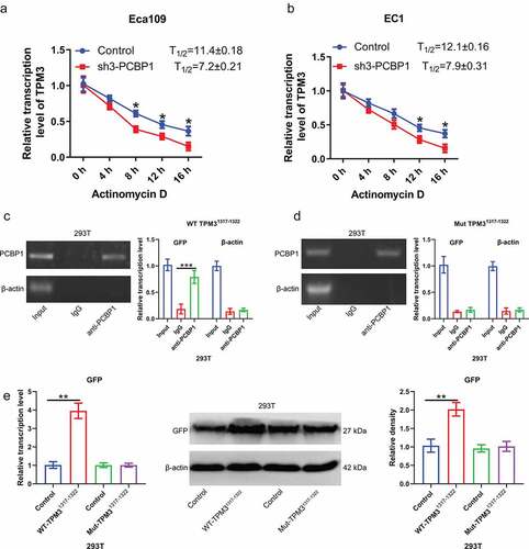 Figure 4. PCBP1 maintains TPM3 mRNA stability by directly binding to 3’UTR of TPM3 mRNA. (a, b) TPM3 mRNA levels in EC1 cells and Eca109 cells with PCBP1 knockdown. The cells were treated with actinomycin D and harvested at the indicated times. (c) RIP analysis showing the interaction between wild type TPM31317−1322 mRNA transcripts and PCBP1. (d) RIP analysis showing the interaction between mutant TPM31317−1322 mRNA transcripts and PCBP1. (e) qPCR and western blot analysis were performed to assess GFP protein expression in 293 T cells transfected with TPM31317−1322-wt plasmid or TPM31317−1322-mut plasmid. Comparisons between two groups were performed with unpaired student t-test. Error bars represented as S.D. *P < 0.05; **P < 0.01; ***P < 0.001. WT, wild type; Mut, mutant.