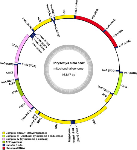 Figure 2. Mitochondrial genome map of Chrysemys picta bellii. Genes encoded on the heavy strand are written outside the circle and genes on the light strand inside the circle.