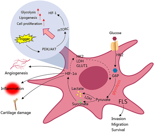 Figure 1 Glycolytic activity is enhanced in FLS of RA patients. Up-regulation of HK2 enhances the migration and invasion ability of FLS, which serves as an example how glycolysis drives RA. Many glycolytic intermediates like succinate up-regulate glycolysis-related genes via HIF-1α, further facilitate this metabolic process. Above changes eventually fuel vascular proliferation, inflammation, and cartilage damages. HIF-1α plays a key role in related signal transduction and pathological changes.