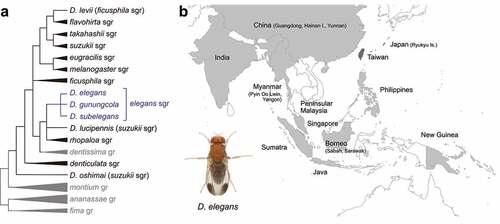 Figure 1. Phylogeny and distribution of Drosophila elegans and related species. (a) Phylogenetic tree of the melanogaster and related species groups, integrated from robust tree topologies inferred in previous molecular phylogenetic studies [Citation1–5]. (b) Geographic distribution of D. elegans. Texts and filled areas indicate where D. elegans has been collected (light grey for brown morph, dark grey for black morph). Data from DrosWLD-Species (https://bioinfo.museum.hokudai.ac.jp/db/, DATA ID: 76707) [Citation6–12]. A photo shows habitus (dorsal view) of a male of the brown morph type of D. elegans. This is reused with the kind permission of Dr. Nicolas Gompel (Image source: http://gompel.org/wp-content/gallery/drosophilidae/Drosophila-elegans-HK-iso1-genome-male-1x125-dorsal-enhanced.jpg). CC BY-NC-SA 3.0.