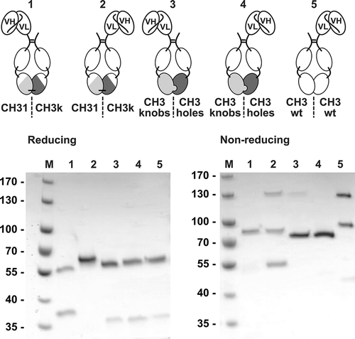 Figure 3. Proof of concept of Fc1k using asymmetric scFv-Fc1k fusion proteins. An scFv fragment was fused to the N-terminus of the hinge region of an Fc chain, containing either the newly generated CH31 or CH3κ domains, the heterodimerizing CH3knobs or CH3holes domains, or the wild type CH3 domains. Proteins were analyzed by SDS-PAGE (NuPAGETM 4–12% Bis-TRIS Midi Gel). Descriptions: M (Marker), 1: (scFv connected to Hinge-CH2-CH31); 2: (scFv connected to Hinge-CH2-CH3κ); 3: (scFv connected to Hinge-CH2-CH3knobs); 4: (scFv connected to Hinge-CH2-CH3holes); 5: (scFv connected to Hinge-CH2-CH3wt). Staining: Coomassie Brilliant Blue, de-staining: Water.