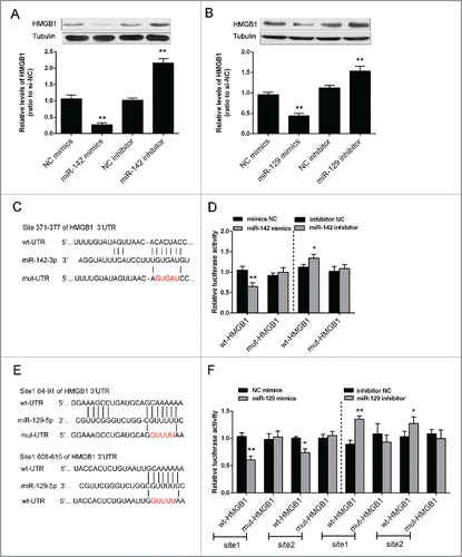 Figure 4. miR-142–3p/miR-129–5p regulated HMGB1 expression by binding its 3′ UTR. (A) and (B) The protein expression of HMGB1 was monitored in response to miR-129–5p or miR-142–3p overexpression or inhibition in Saos2 cells using Western blot assays. The data were presented as mean ± SD of 3 independent experiments. (C) and (E) Two HMGB1 containing luciferase reporter constructs: wt-HMGB1 and a corresponding mut-HMGB1 which contains a 5 bp mutation in one putative miR-142–3p and 2 miR-129–5p binding sites within its 3′-UTR. These luciferase reporter constructs were co-transfected into Saos2 cells with miR-142–3p mimics/miR-129–5p mimics or miR-142–3p inhibitor/miR-129–5p inhibitor respectively. (D) and (F) The luciferase activity of the wt-HMGB1 reporter and mut-HMGB1 was monitored in different groups, compared with NC mimics or NC inhibitor group. The data were presented as mean ± SD of 3 independent experiments.