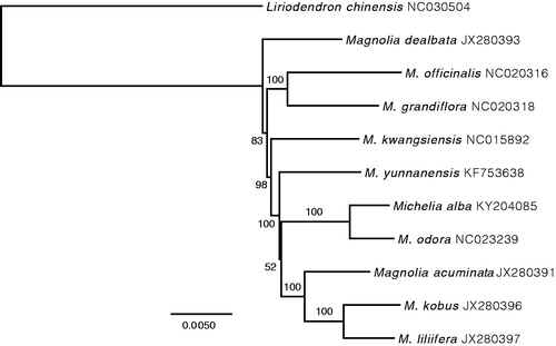 Figure 1. ML phylogenetic tree of 10 selected Magnoliaceae chloroplast sequences, plus the chloroplast sequence of M. alba. The tree is rooted with Liriodendron chinensis. Bootstraps (1000 replicates) are shown at the nodes. Scale in substitution per site.