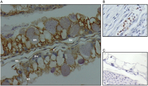 Figure 4. Location of IHC staining with anti-VEGF-A antibody in the YSM. (A) YSM IHC with anti-VEGF-A antibody. (B) Positive control. (C) Negative control. Staining was observed in endoderm (en), endothelium (e) and ectoderm (ec). Blood vessel (bv). Haematoxylin was used as counter stain. The results shown in the picture were the same in both groups (355 and 1378 masl) and on both days.