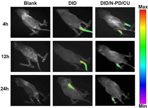Figure 8 The real-time fluorescence imaging of AIA rats. Rats were administrated by intravenous injection with saline, free DID or DID/N-PD/CU, respectively (n=3).Abbreviation: DID, Dioctadecyl tetramethyl Indocarbocyanine.