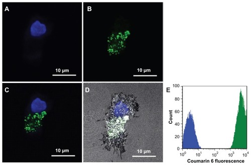 Figure 2 Colocalization of poly(DL-lactide-co-glycolide) nanoparticles in human dendritic cells. Images were taken under a confocal microscope. (A) 4′,6-Diamidino-2- phenylindole channel. (B) Fluorescein isothiocyanate channel. (C) 4′,6-Diamidino-2-phenylindole and fluorescein isothiocyanate channels overlaid. (D) 4′,6-Diamidino-2- phenylindole, fluorescein isothiocyanate, and reflection channels overlaid. (E) Fluorescence-activated cell sorting analysis result.