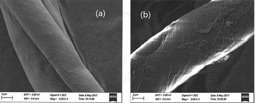 Figure 2. Scanning electron microscopy morphologies of cotton fabrics: (a) pristine cotton; (b) chitosan-modified cotton.