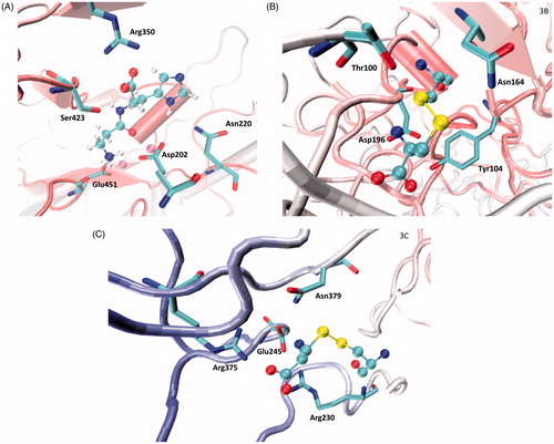 Figure 3. Main interactions stabilized with carnosinase by: (A) carnosine within the catalytic pocket as computed by initial docking simulations; (B) Cys102-cysteinylated residue as derived at the end of the MD simulation; (C) Cys229-cysteinylated residue as derived at the end of the MD simulation.