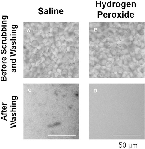 Figure 1 Photographs of pollen particles attached to 2-week replacement soft contact lenses (SCL). (A and B) Photographs of pollen adhered to the inner surface of an SCL for 1 hour. (C and D) Photograph of pollen particles remaining on SCL after washing with physiological saline or hydrogen peroxide solution. Bars = 50 µm.