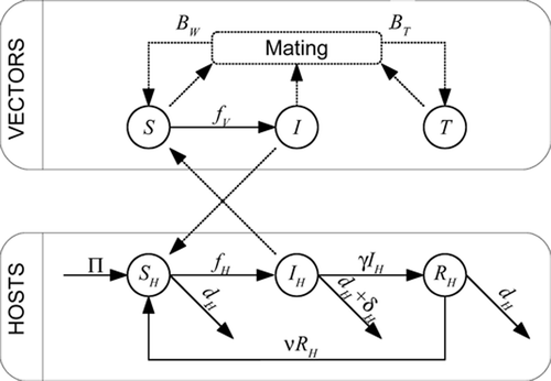 Figure 1. Flow diagram of the model. The upper box describes flows within the vector states, the lower box represents flows within the host states. The flows between boxes are the cross infection effects. The logistic-type dynamics of the vectors is not represented.