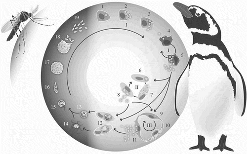 Figure 1. Life cycle of avian malaria parasites (using P. relictum as an example). I – primary (pre-erythrocytic) exoerythrocytic merogony; II – erythrocytic merogony; III – secondary (posterythrocytic) exoerythrocytic merogony; 1 – sporozoite invading a reticuloendothelial cell; 2 and 3 – cryptozoite; 4 – merozoite invading a reticuloendothelial cell; 5 – metacryptozoite; 6 – merozoite invading an erythrocyte; 7 and 8 – erythrocytic meront; 9 – merozoite invading an endothelial cell; 10 and 11 – phanerozoite; 12 – macrogametocyte and microgametocyte; 13 – macrogamete; 14 – exoflagellation of microgametes; 15 – zygote; 16 – ookinete; 17 and 18 – oocyst; 19 – sporozoites. © Diogo Guerra 2015.