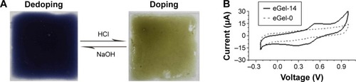 Figure 5 Electrochemical properties of eGel-14.Notes: (A) Reversible doping behavior of hydrogels by repeatedly alternately immersing the hydrogel film in 1 mol·L−1 HCl and NaOH solutions, respectively. (B) Cyclic voltammogram of hydrogel films in 1 mol·L−1 HCl with a scan rate of 50 mV·s−1 and Hg/Hg2Cl2 as a reference electrode. eGel-14 represents electroactive hydrogel containing 14% nEOA (weight percentage).Abbreviations: eGel, electroactive hydrogel; nEOA, tetraaniline-graft oxidized alginate nanoparticle.