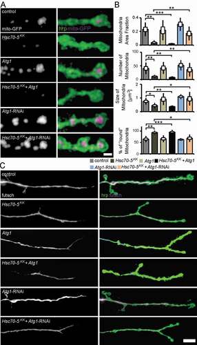 Figure 7. Autophagy inhibition alleviated mitochondrial and MT defects caused by Hsc70-5 knockdown. (A) Confocal images of larval NMJ expressing mito-GFP (magenta) labeled with hrp (green). Scale bar: 2 μm. (B) Quantification of mitochondrial area fraction, number, size, and morphology. (C) Confocal images of NMJ labeled with hrp (green) and futsch (magenta). Scale bar: 10 μm. The standard error of mean and standard deviation are shown as a box and a black line. * p < 0.05, ** p < 0.01, *** p < 0.001