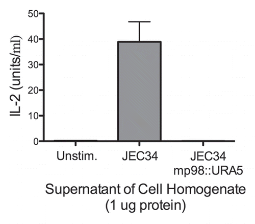 Figure 2 Strain deleted of MP98(CDA2) lacks MP98 protein. Supernatant of a cell homogenate of untransformed strain JEC34 was compared to that of the Ura+ transformant with genotype mp98(cda2)::URA5 ascribed by PCR analysis in Figure 1. Unstimulated sample had no protein added. Values are the average of four measurements. This bioassay incorporated the specificity of the T-cell hybridoma P1D6 in recognizing an epitope on the MP98(CDA2) protein; recognition activates IL-2 secretion.