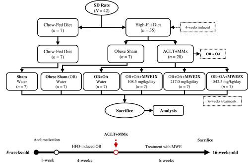 Figure 1 The flowchart of an anterior cruciate ligament transection and a partial medial meniscectomy surgery-induced osteoarthritis in obese rat model.Abbreviations: HFD, high-fat diet; MWE, Mytilus edulis water extract; OA, osteoarthritis; OB, obese.